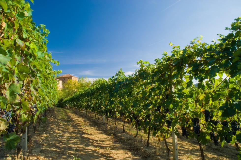 Vineyard rows in Piemonte, Italy 