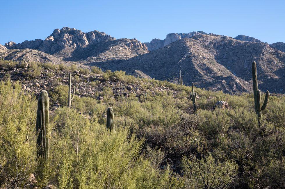 Landscape view of cacti and mountains in Arizona's Catalina State Park.