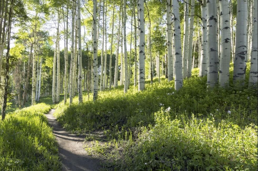 A beautiful summer hiking trail through Aspen Tree grove on Vail Colorado ski resort mountain; Shutterstock ID 164406038; Project/Title: Photo Database Top 200; Downloader: Jesse Strauss