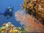 one female scuba diver viewing large orange-colored common gorgonian sea fan and variety of colorful coral of great barrier reef, australia