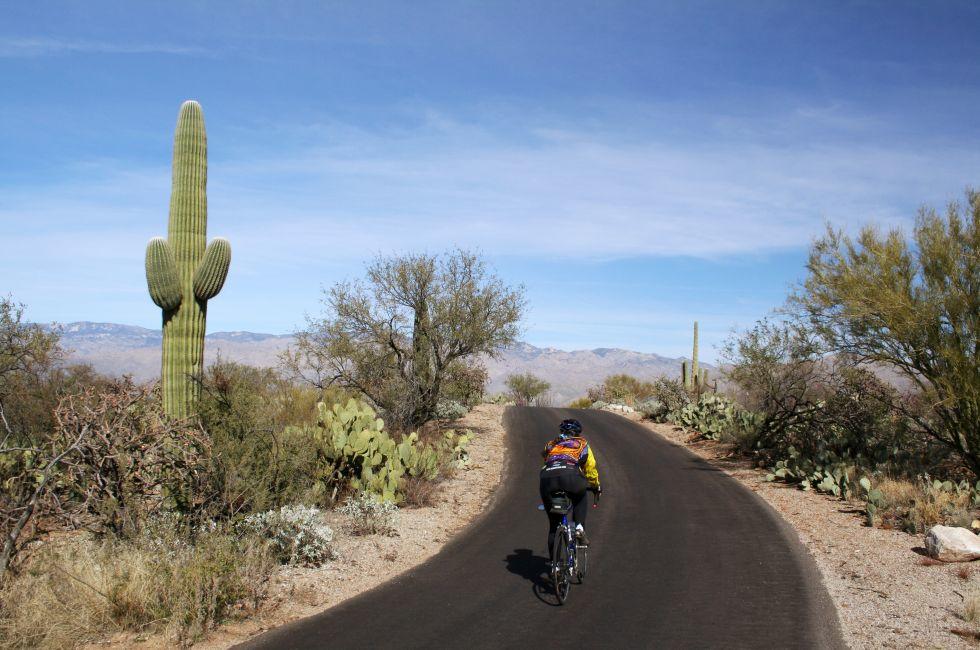 Biker on Cactus Forest Drive, Saguaro National Park, Arizona