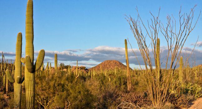 Arizona's Saguaro National Park; Shutterstock ID 141998179; Project/Title: Arizona; Downloader: Fodor's Travel