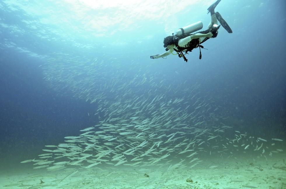 Diver with a camera, take photo the school of fish at the Raya Island, Phuket, Thailand.; 