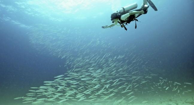 Diver with a camera, take photo the school of fish at the Raya Island, Phuket, Thailand.; 