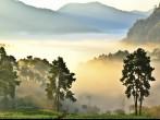 misty morning in strawberry garden at doi angkhang mountain, chiangmai : thailand; Shutterstock ID 132827069; Project/Title: Photo Database Top 200