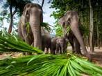Chiang Mai, THAILAND  - June 16, 2012: Group of elephants playing, eating sugar cane with their herd.; 