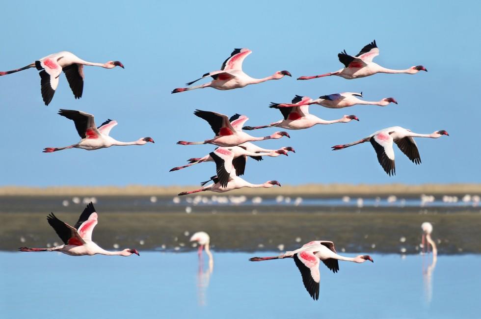 Lesser Flamingo, Phoenicopterus minor. Photographed in flight at the wetlands south of Walvis Bay Namibia.