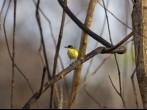 small yellow bird. POCONE, MATO GROSSO, BRAZIL.