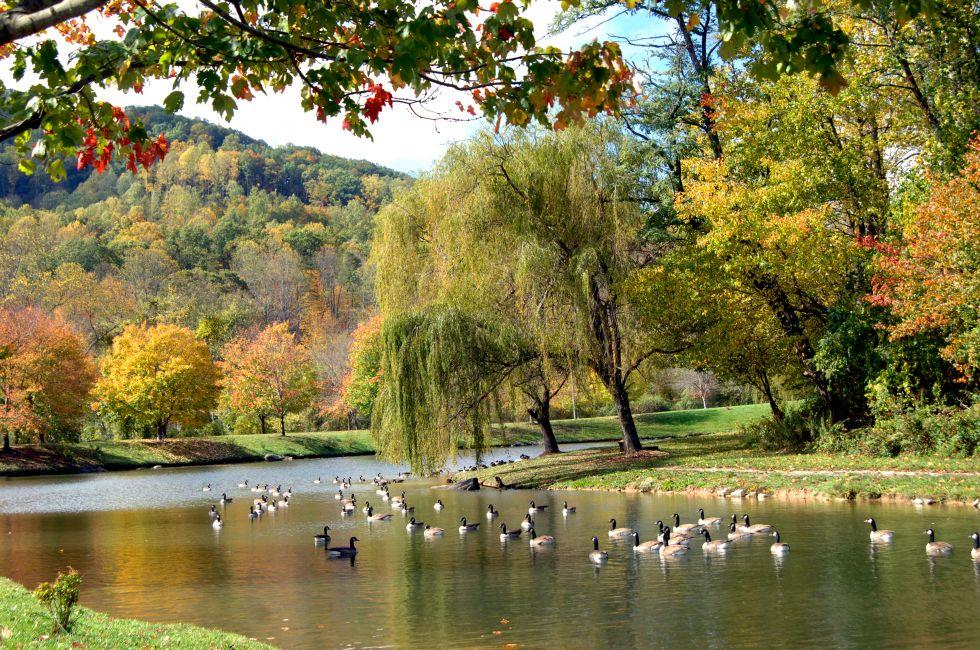 Beneath weeping willows a flock of geese swim lazily on the still surface of beautiful river. River is in Asheville North Carolina in the Fall.