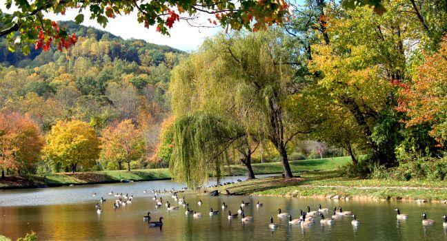 Beneath weeping willows a flock of geese swim lazily on the still surface of beautiful river. River is in Asheville North Carolina in the Fall.