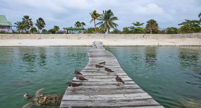 Dock, Cayman Turtle Farm, Cayman Islands, Caribbean