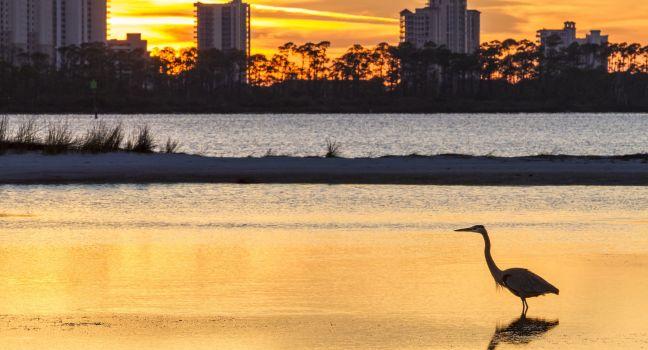A Great Blue Heron silhouetted by golden sunset waters against Perdido Key, Florida.; Heron, Sunset, Perdido Key, Pensacola, The Panhandle, Florida, USA