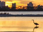 A Great Blue Heron silhouetted by golden sunset waters against Perdido Key, Florida.; Heron, Sunset, Perdido Key, Pensacola, The Panhandle, Florida, USA