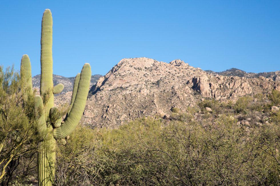 A saguaro cactus in Arizona's Catalina State Park.