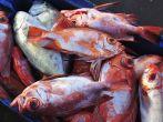 local fish at the market, Easter Island, Chile