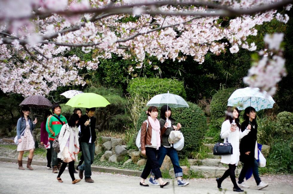 KOBE, JAPAN - APRIL 10: Cherry blossom celebration (called hanami) at Akashi Castle on April 10, 2010 in Kobe, Japan.