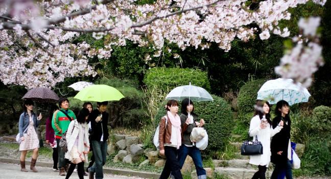 KOBE, JAPAN - APRIL 10: Cherry blossom celebration (called hanami) at Akashi Castle on April 10, 2010 in Kobe, Japan.